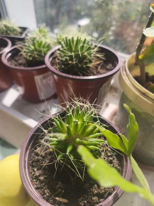 Продам кактусы маленькие