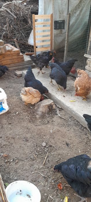 Tovuq xorozla sotiladi Damashniy