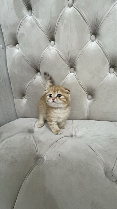 Продаётся чистокровный котята золотая шиншилла