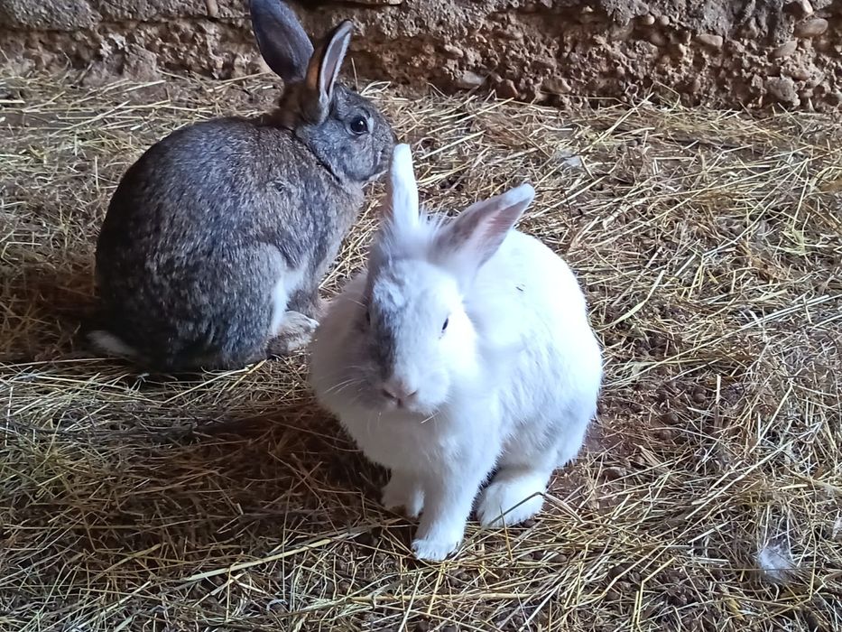 Iepuri colorați,rasa:Cap de leu