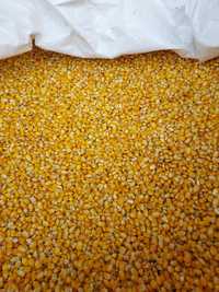 Vand cereale,grâu,porumb,orz toamna,orzoaica productie 2022