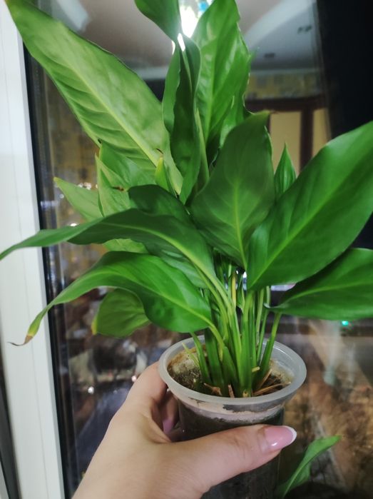 Цветок "Женское счастье "