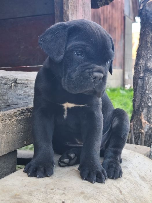 Vand pui cane corso