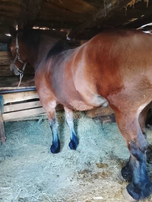 Vând mânză de trei ani