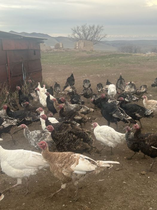 Индюк сатылады. Продается индюки.