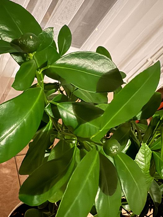 Mandarin înalt (copacel) cu multe fructe