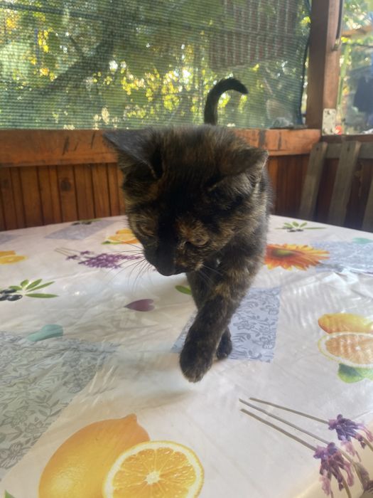 Donez pisici fete 2 la fel