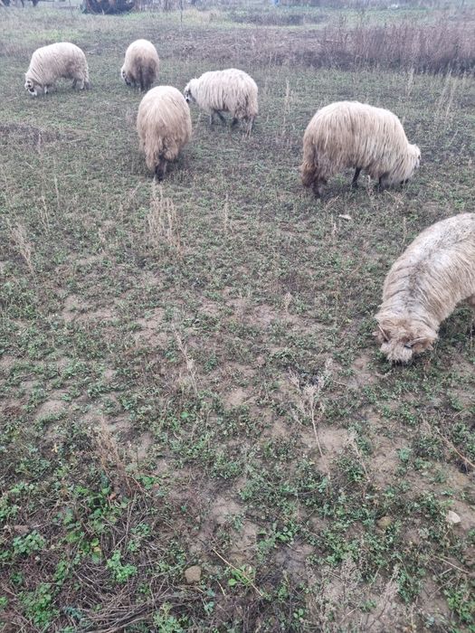 Pachet premium  10 oi