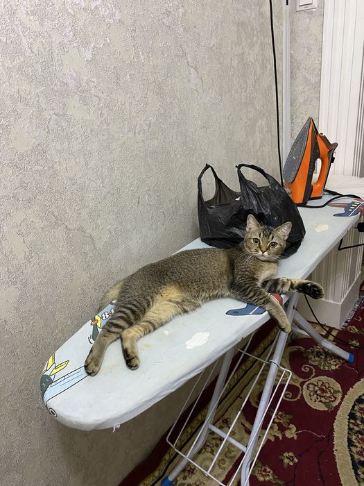 Toza paroda uyda boqilgan dakumentlari bor