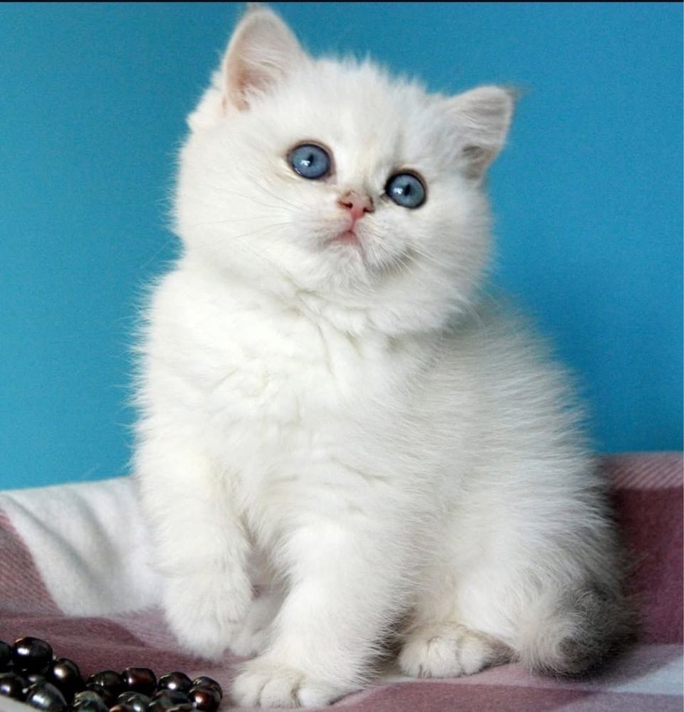 Котята Шиншилы Продаю