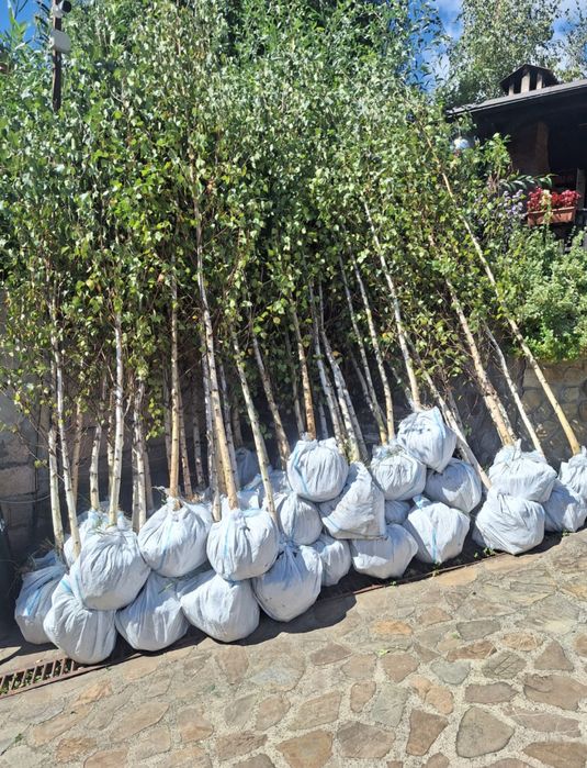 Vand copaci ornamentali platan-tei-mesteacan