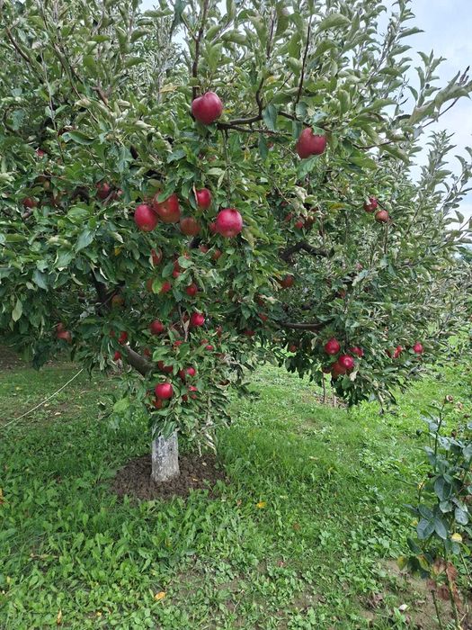 Vând mere bio, culese astăzi, 100% naturale.