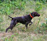 GPS за ловни кучета - тракер / tracker с БЕЗПЛАТНО онлайн проследяване