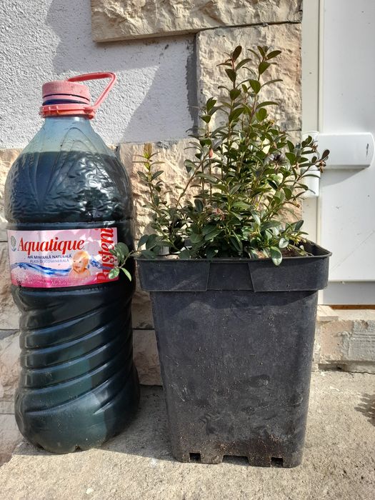 Vindem Merișor, alun