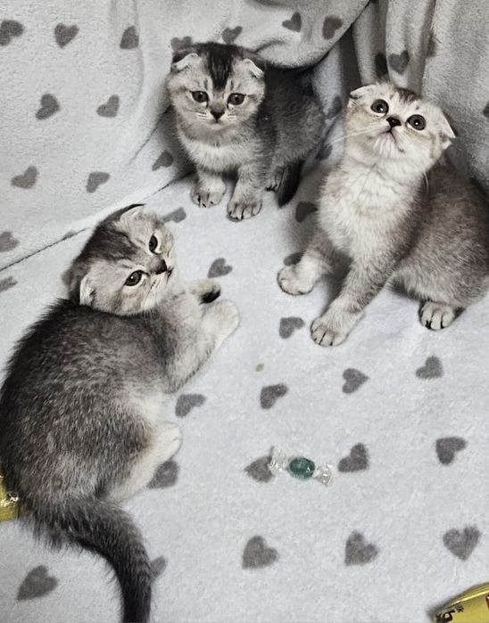 Котятки вислоухие