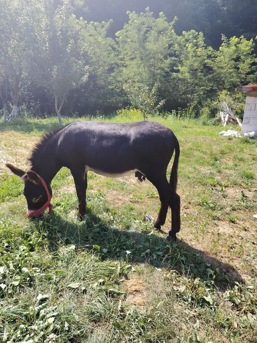 Vând măgar merge la ham nu zvrlea merge călare.