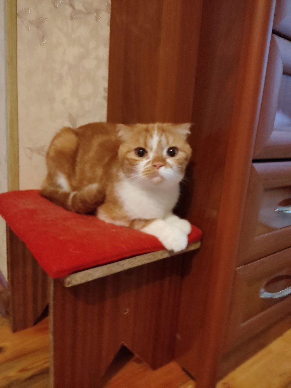 Кот Скоттиш-фолд