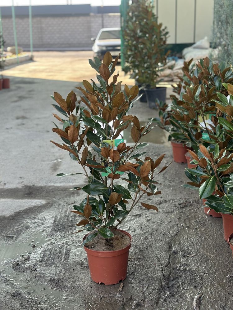 Магнолия Литл Джем Magnoliya Litl Gem