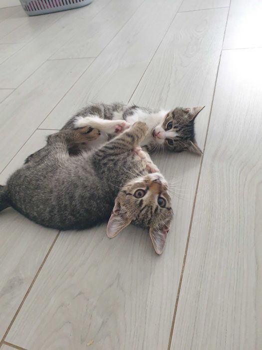 Dau spre adoptie pisici
