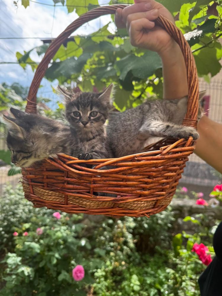 Pui pisica(3 femele)