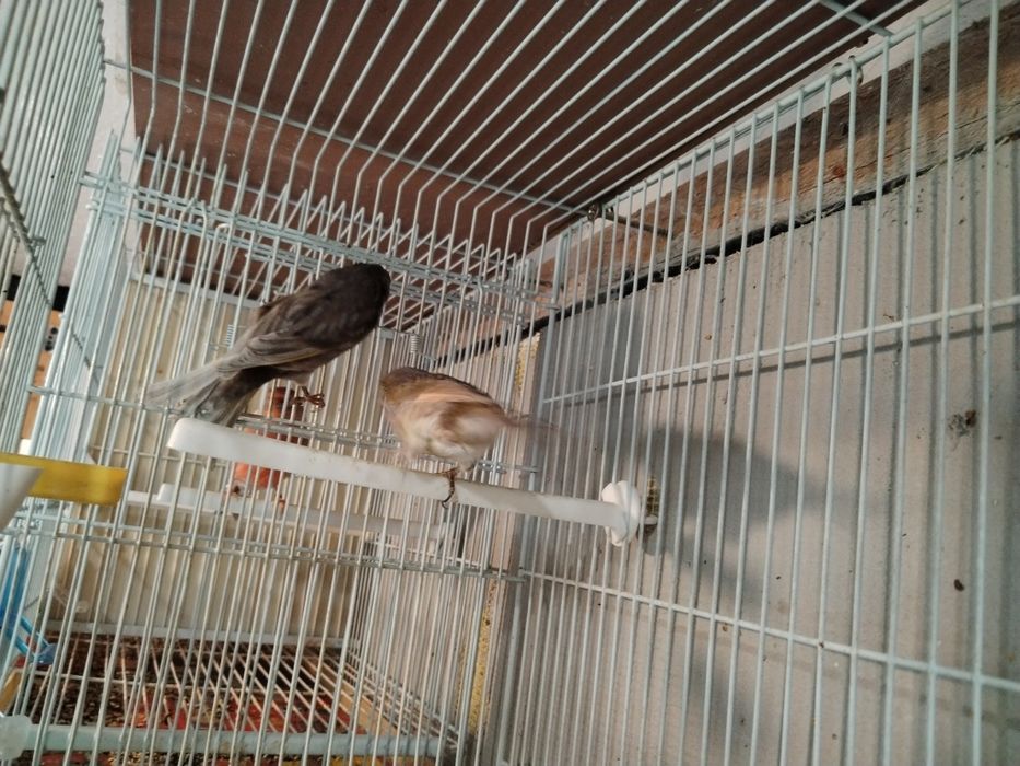 Vînd canari de culoare masculi și femele