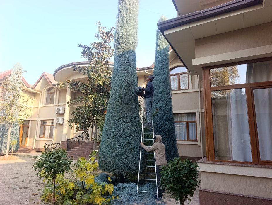 Арча кесиш дорилаш Дарахт кесиш буталаш шакил бериш.