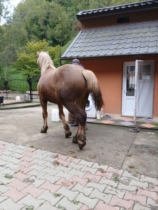 Manz de vânzaree
