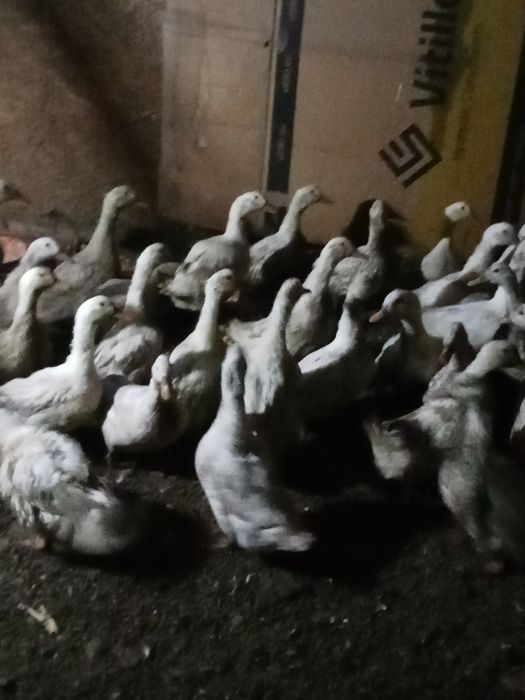 Vînd reațe de carne