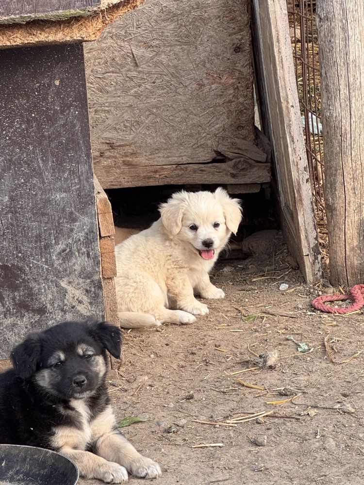 Donez căteluși, 6 saptamani!