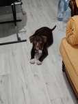 American bully pocket rasa pura pedigree