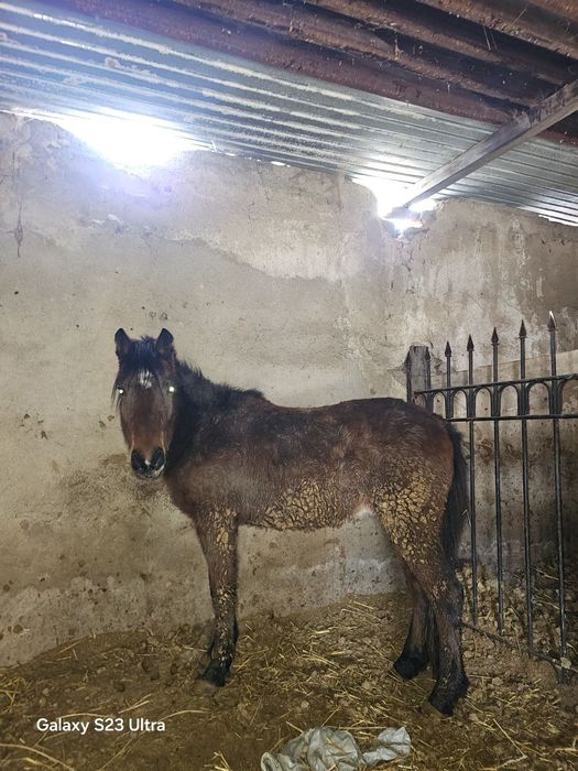 Семыз жылкы сатылады