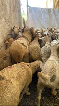 Кой упитанные Бараны семіз қой овцы доставка разделывание меринос