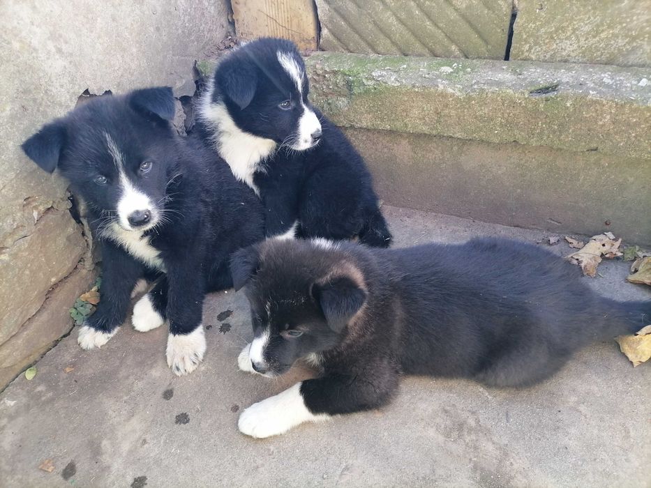 Бордър коли кученца