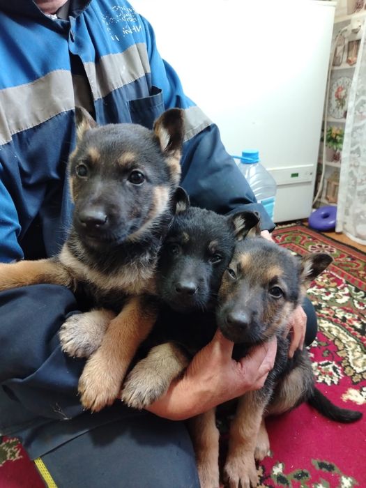 Продам восточно -европейских овчарок