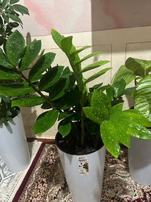 Замиакулькас зелёный