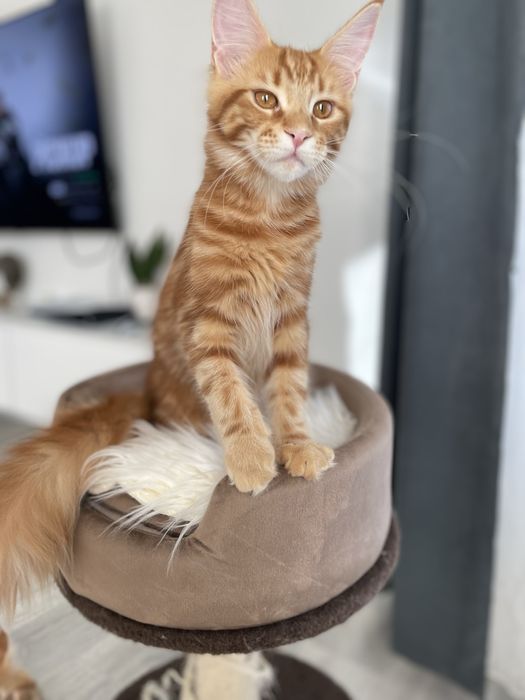 Pisica Maine Coon Red