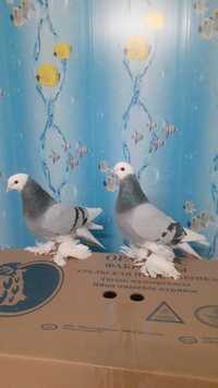 Продам голубей,  от 15 тысяч и выше в зависимости от масти
