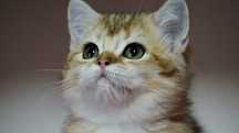 Fetită british shorthair cu pedigree și ochii verzi
