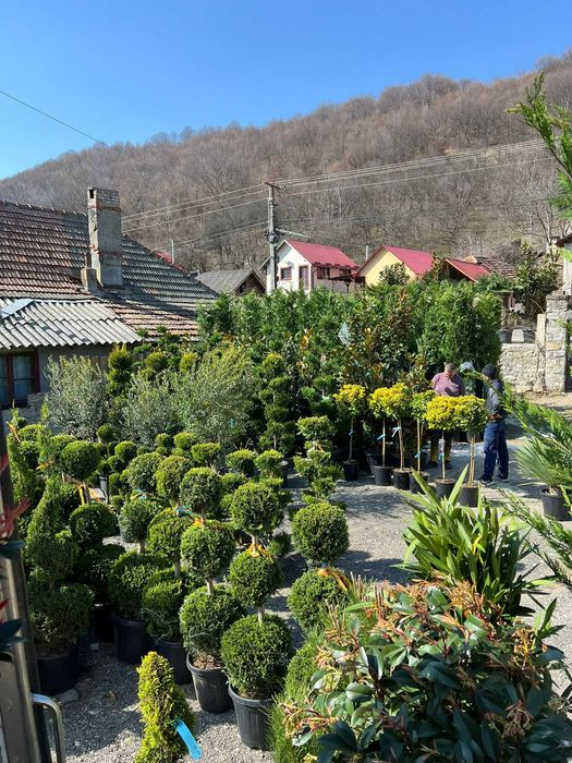 Plante ornamentale elegante alese pentru pasionații de frumos