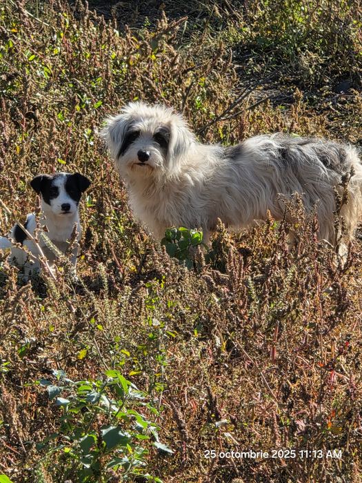 De donat 2 băieți și o fată