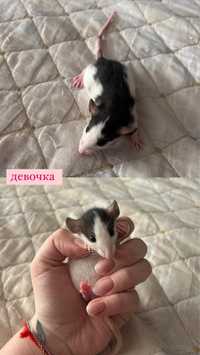 Крысята в добрые руки)