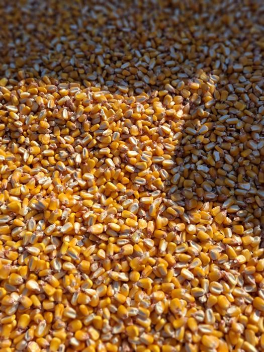 Porumb boabe producție 2025