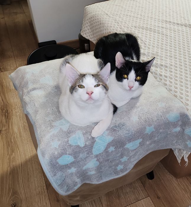 Motănei Superbi pt Adopție Responsabila!