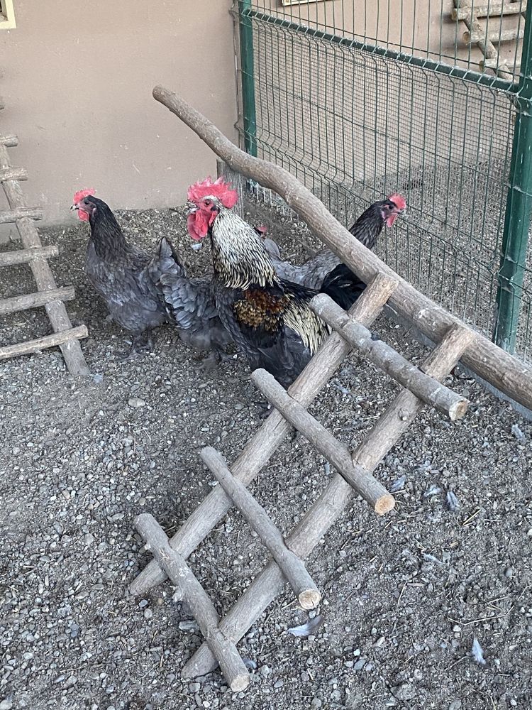 Cocosi si gaini , ayam cemani, araucana si italiene!