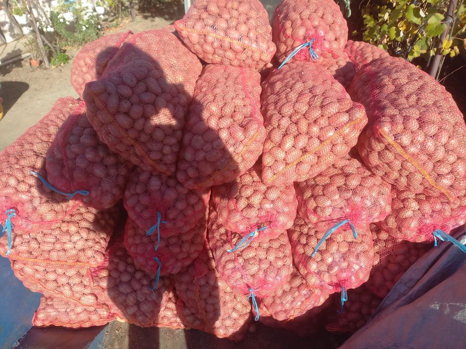 Cartofi pentru animale cantitate 3 tone