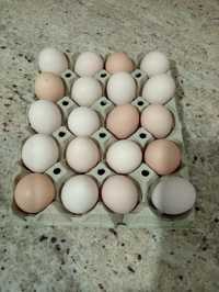 Ouă pentru incubat wyandotte
