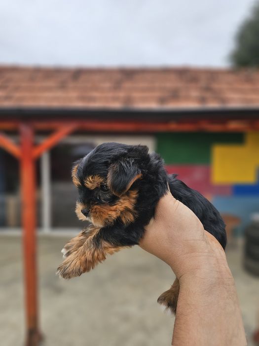 Yorkshire Terrier