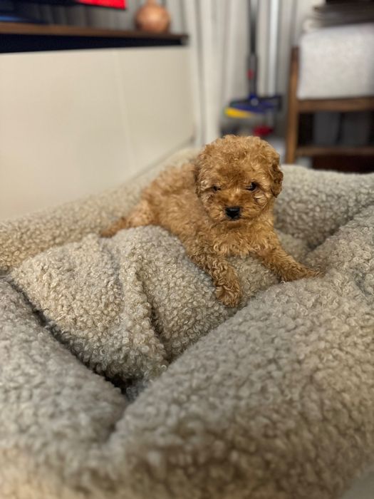 Мъжки той пудел бебе