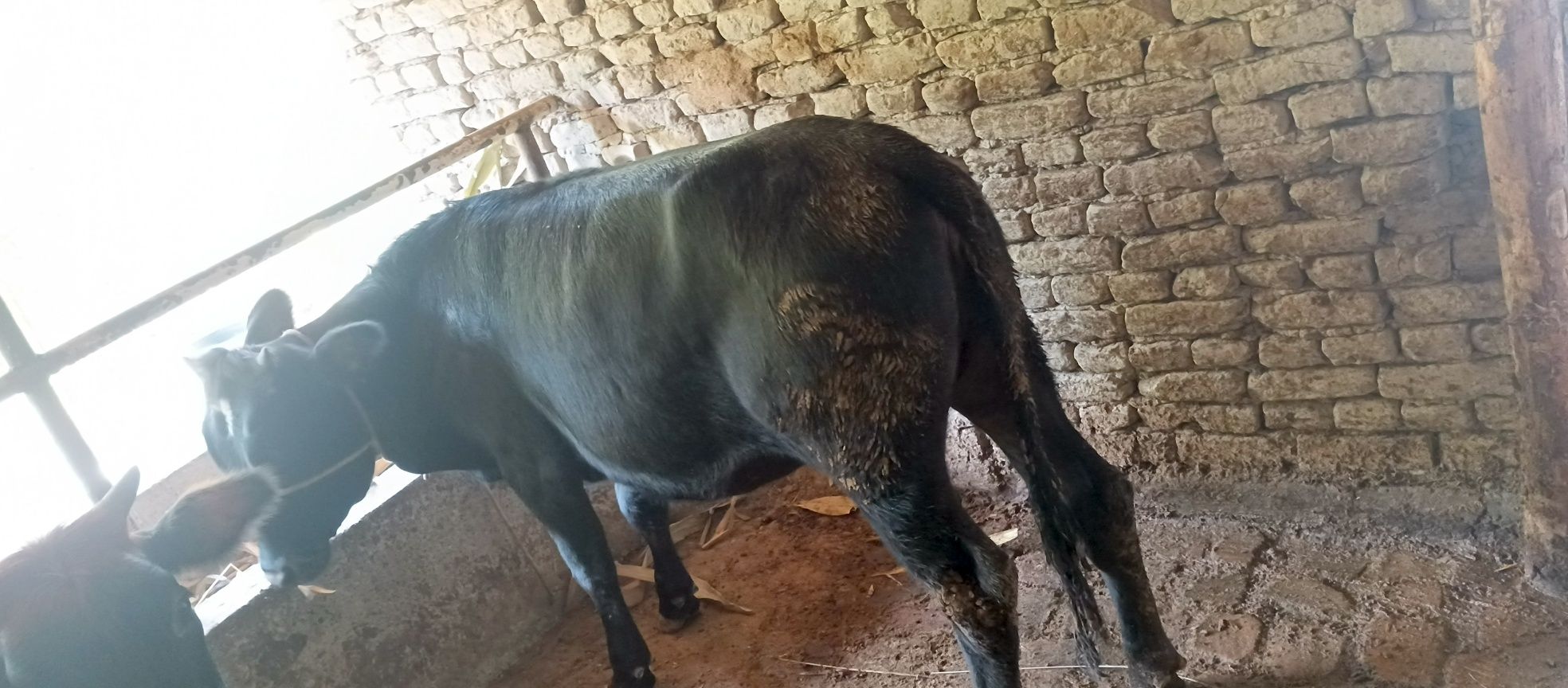 Xonajin mol sotiladi