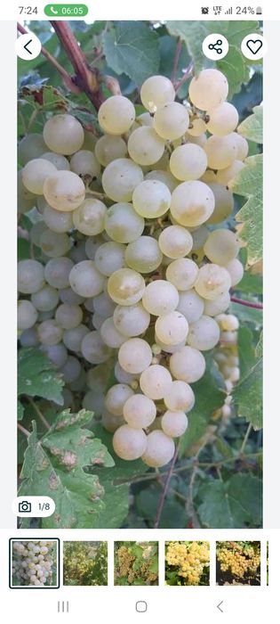 Struguri de vin preț producator